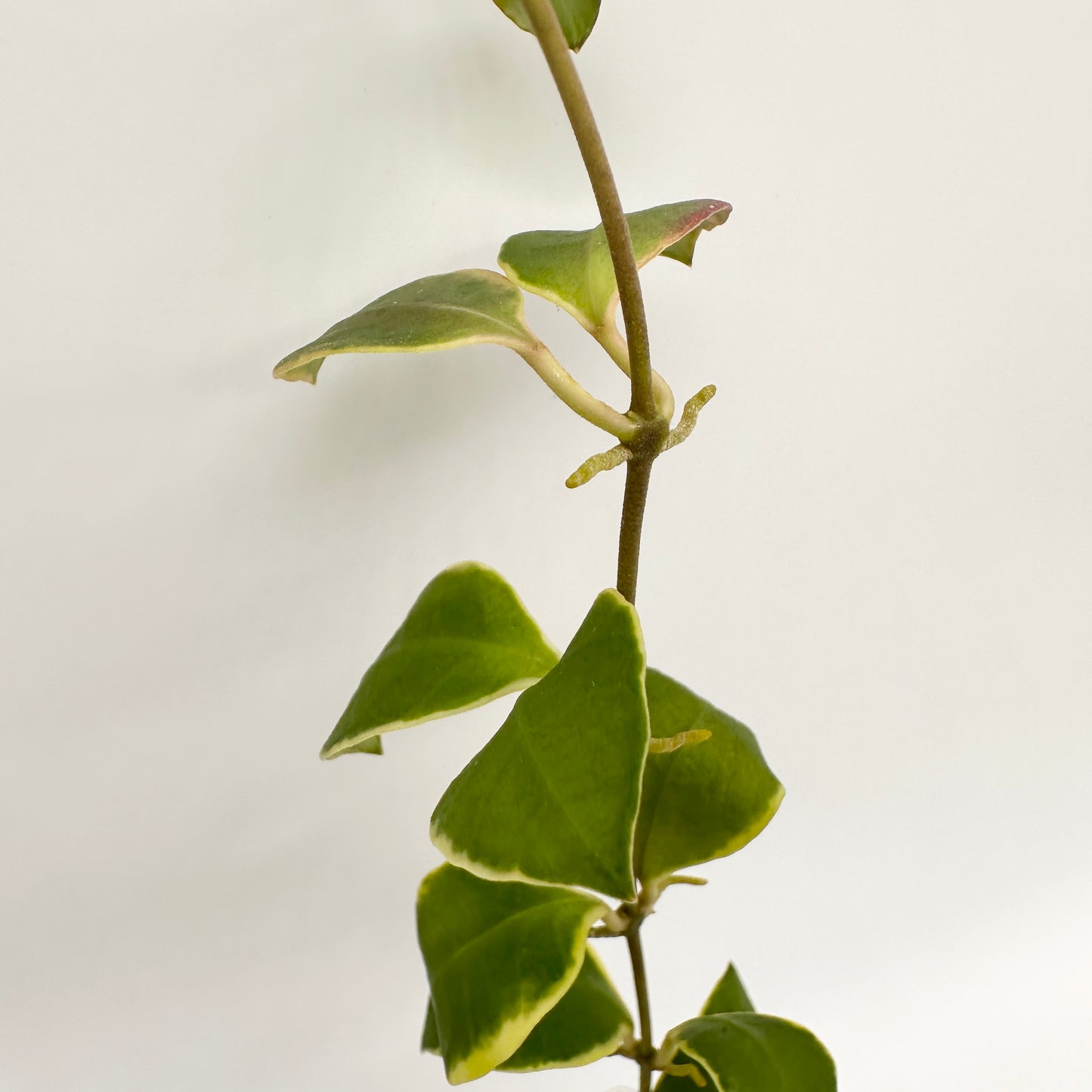 HOYA HEUSCHKELIANA ALBOMARGINATA