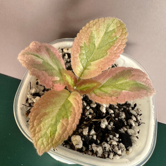 EPISCIA PINK SHIMMERING VALLEY (A) WITH SW POT