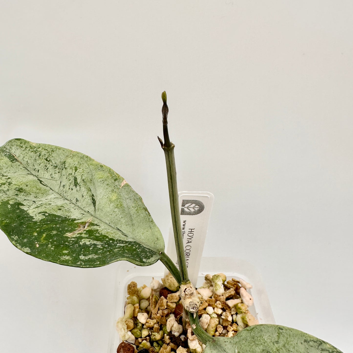 HOYA CORIACEA SILVER