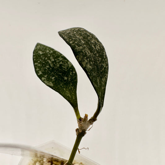 HOYA PARVIFLORA SPLASH