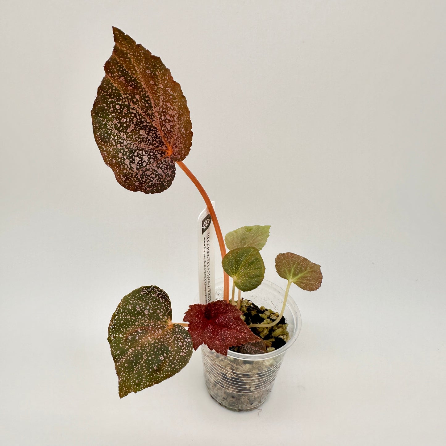 BEGONIA ELLA MARGUERITE