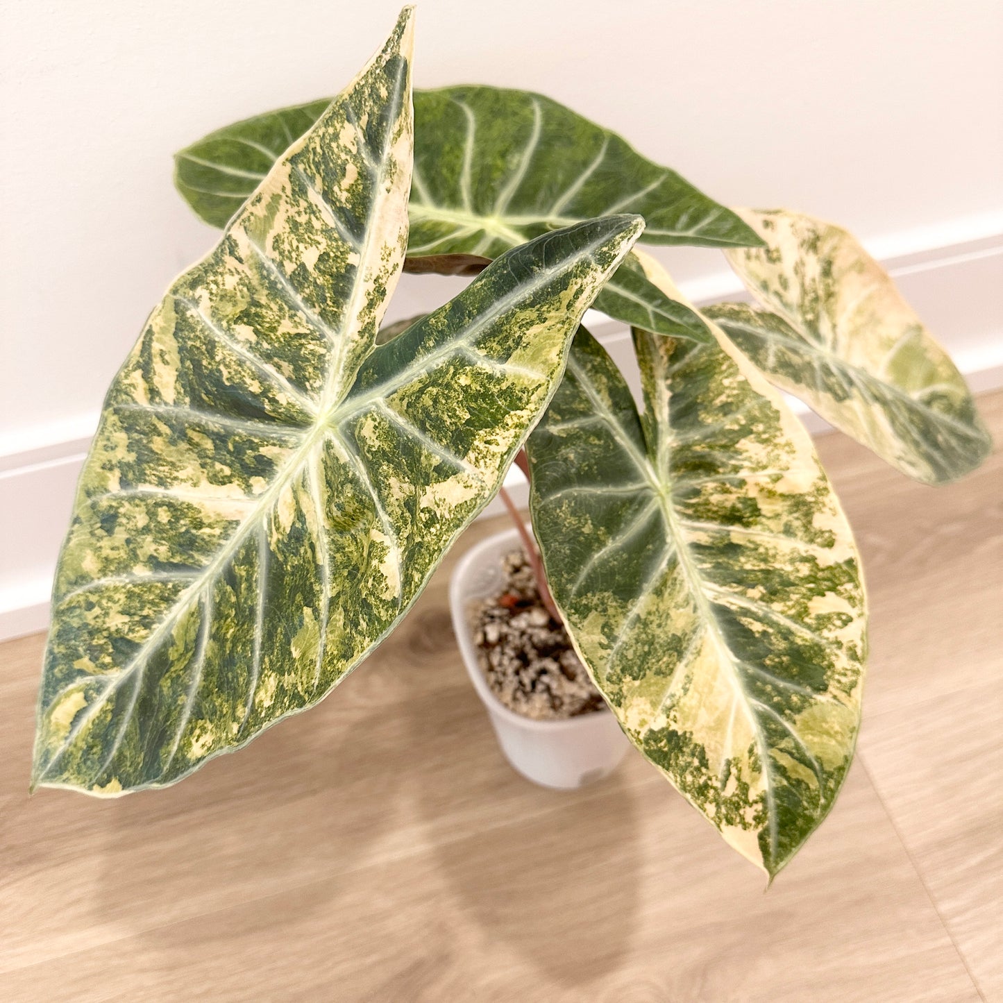 ALOCASIA NAIROBI NIGHT GOLD PUP GROWN FROM CORM (B)