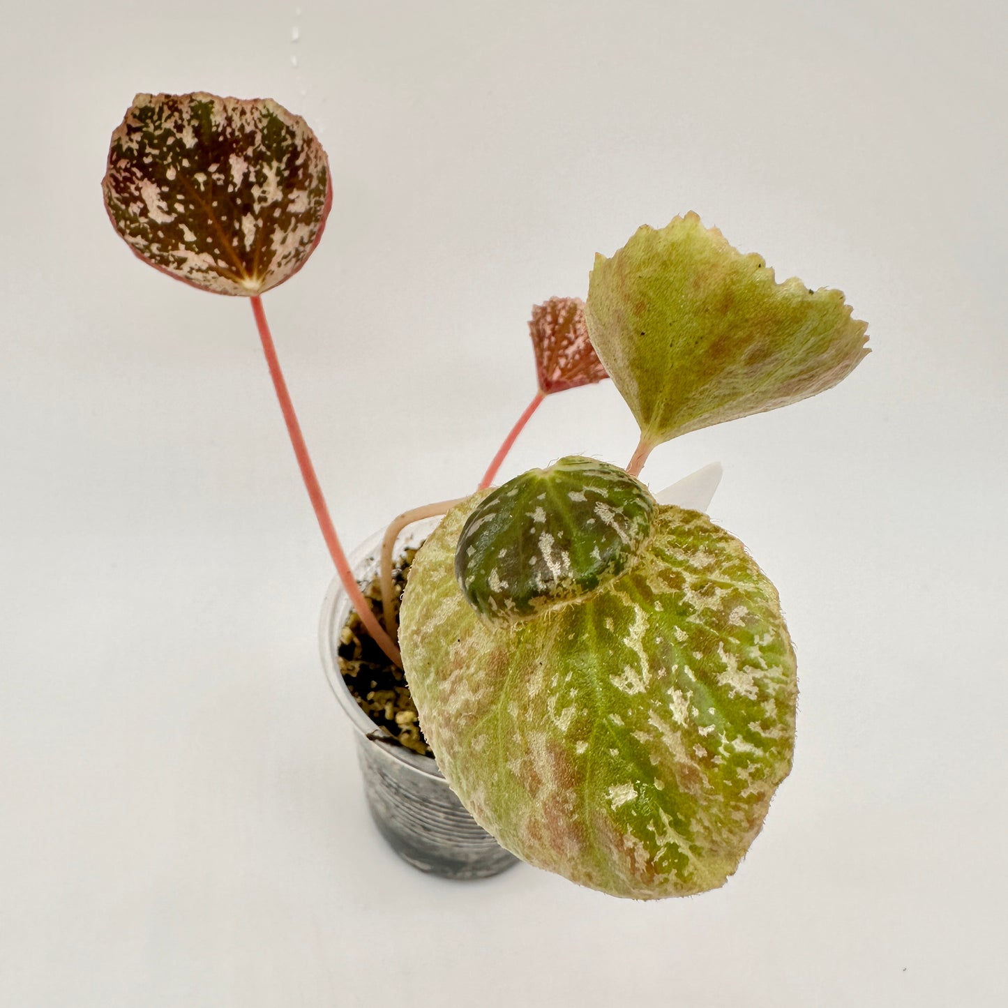 BEGONIA GIRONELLEA X NIGRITARUM