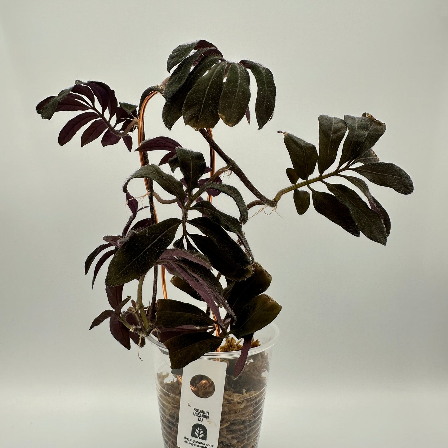 SOLANUM ULEANUM (A)