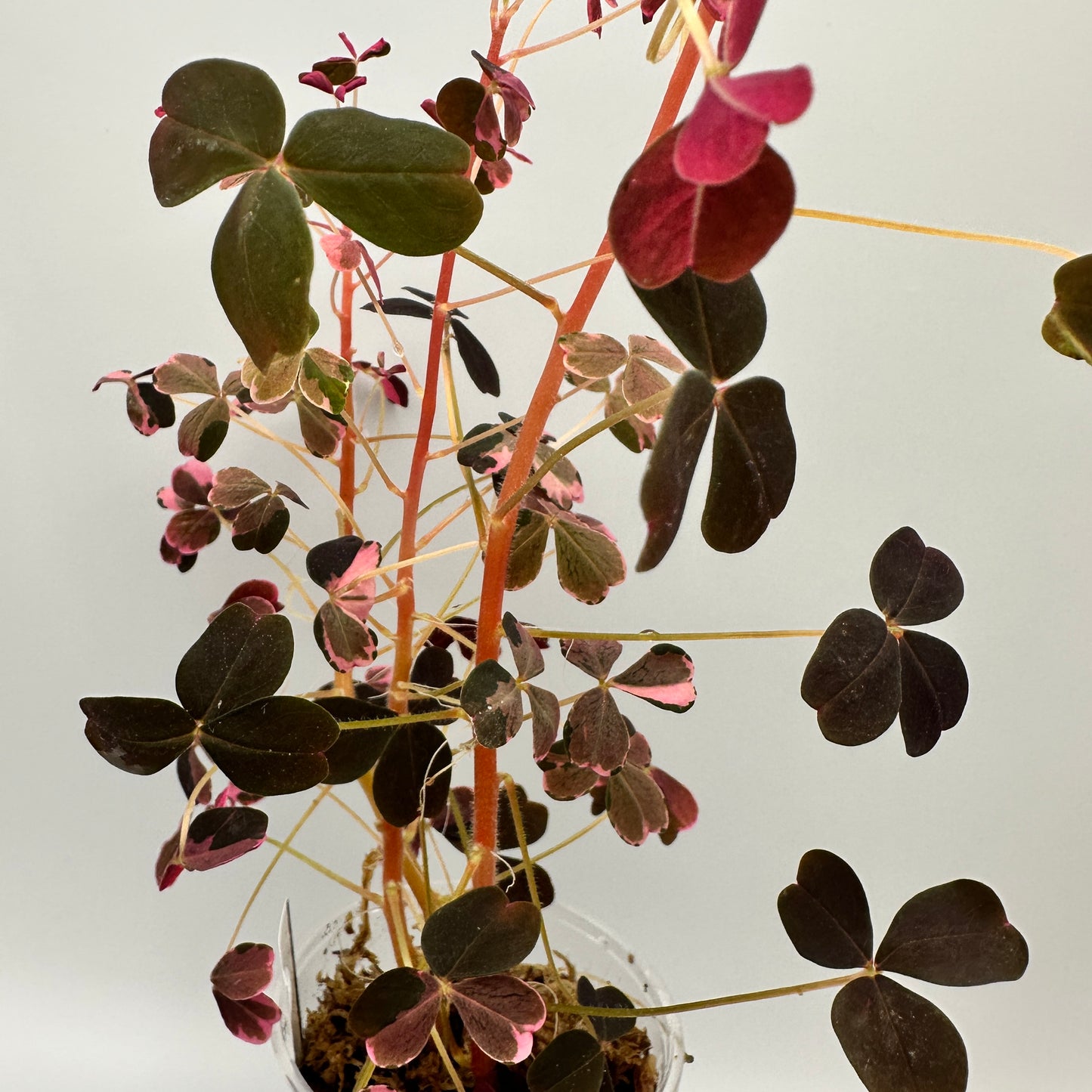 OXALIS ‘PLUM CRAZY’ B