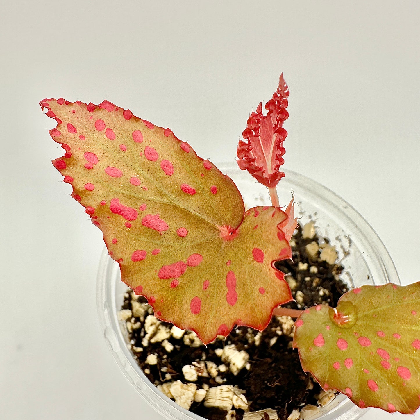 BEGONIA NEGROSENSIS