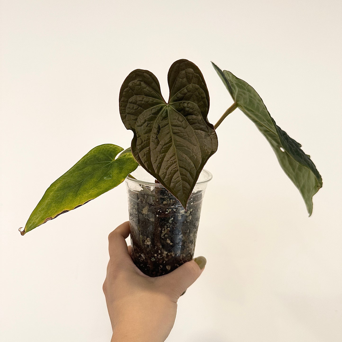 ANTHURIUM DARK CRYSTALLINUM X LUXURIANS