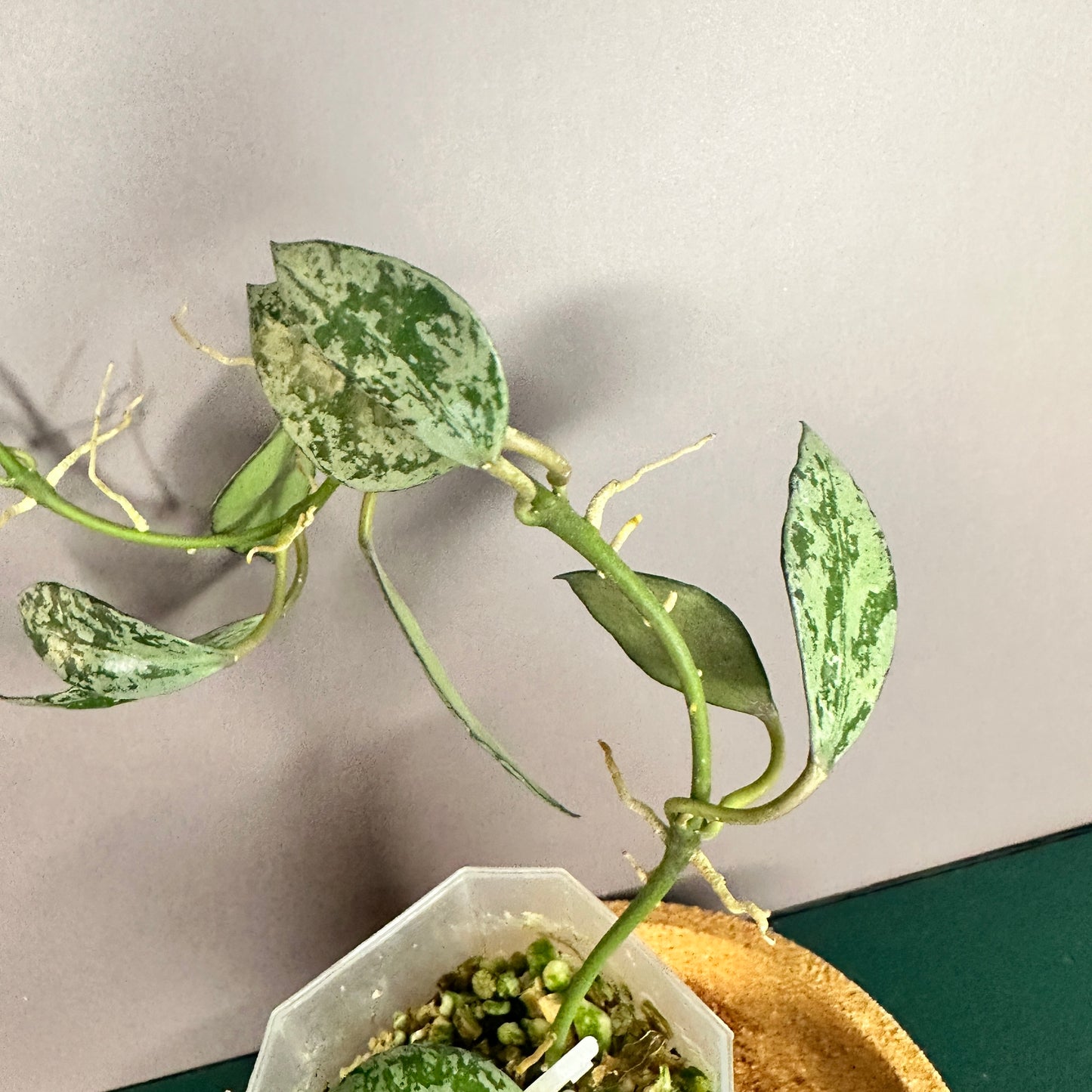 HOYA LACUNOSA TIGER SKIN (A)