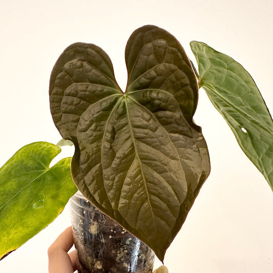 ANTHURIUM DARK CRYSTALLINUM X LUXURIANS