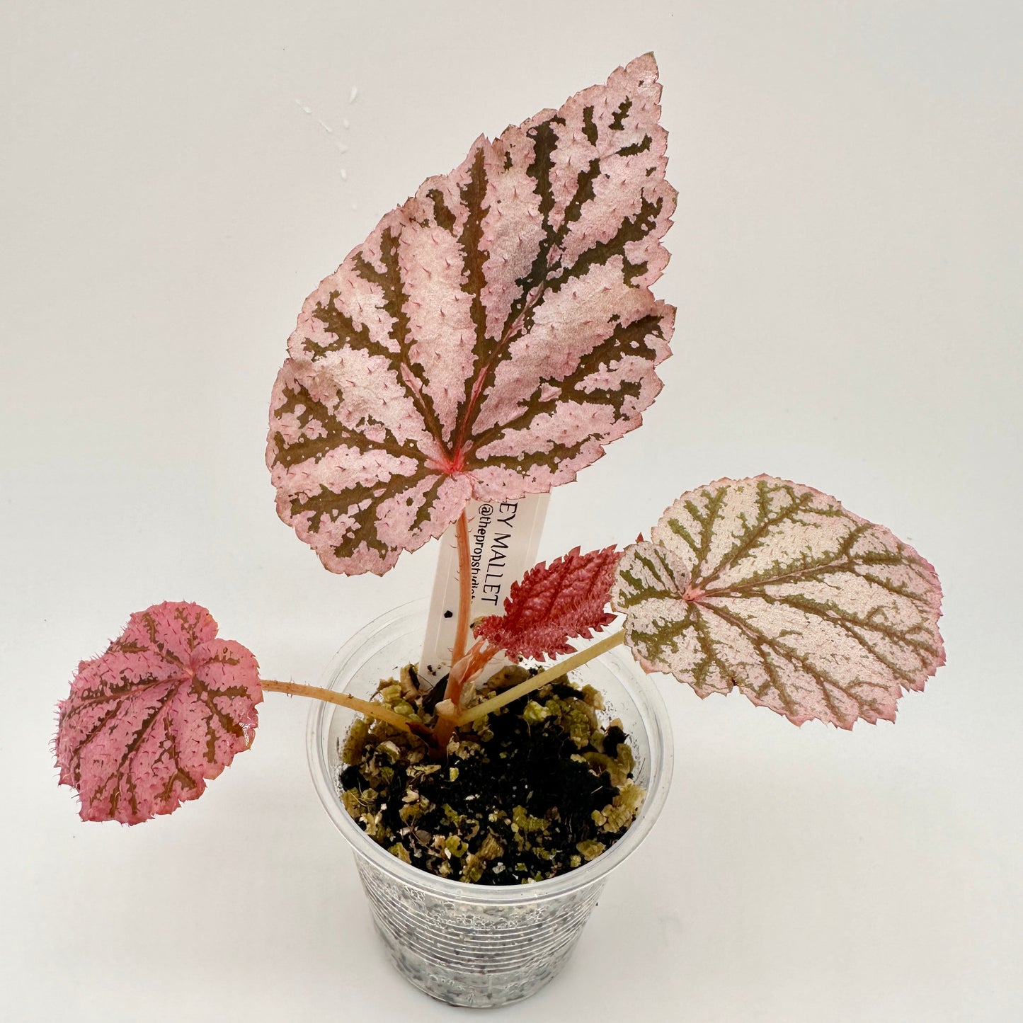 BEGONIA TINGLEY MALLET (JUVENILE) B