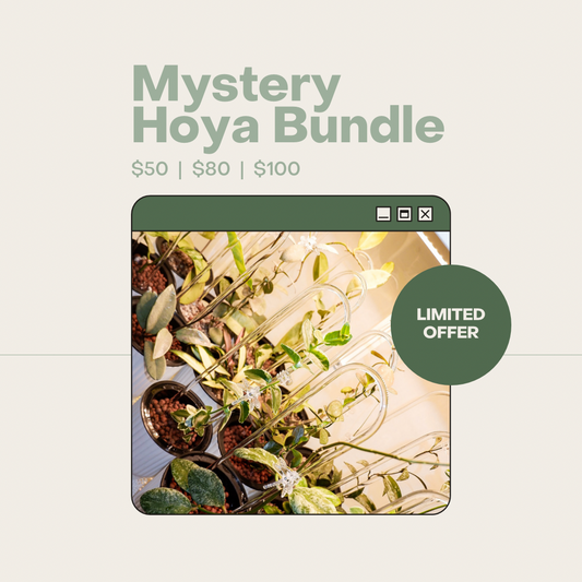 MYSTERY HOYA BUNDLE