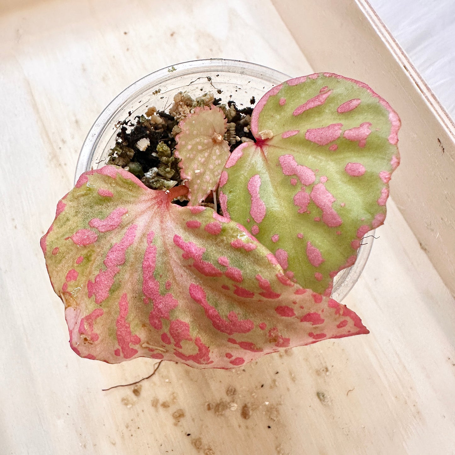 BEGONIA ROSEOPUNCTATA