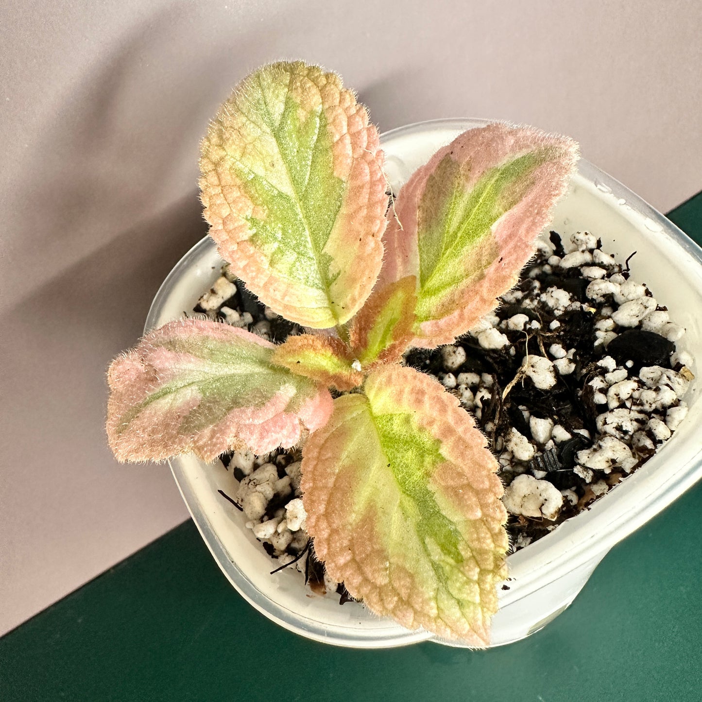 EPISCIA PINK SHIMMERING VALLEY (A) WITH SW POT