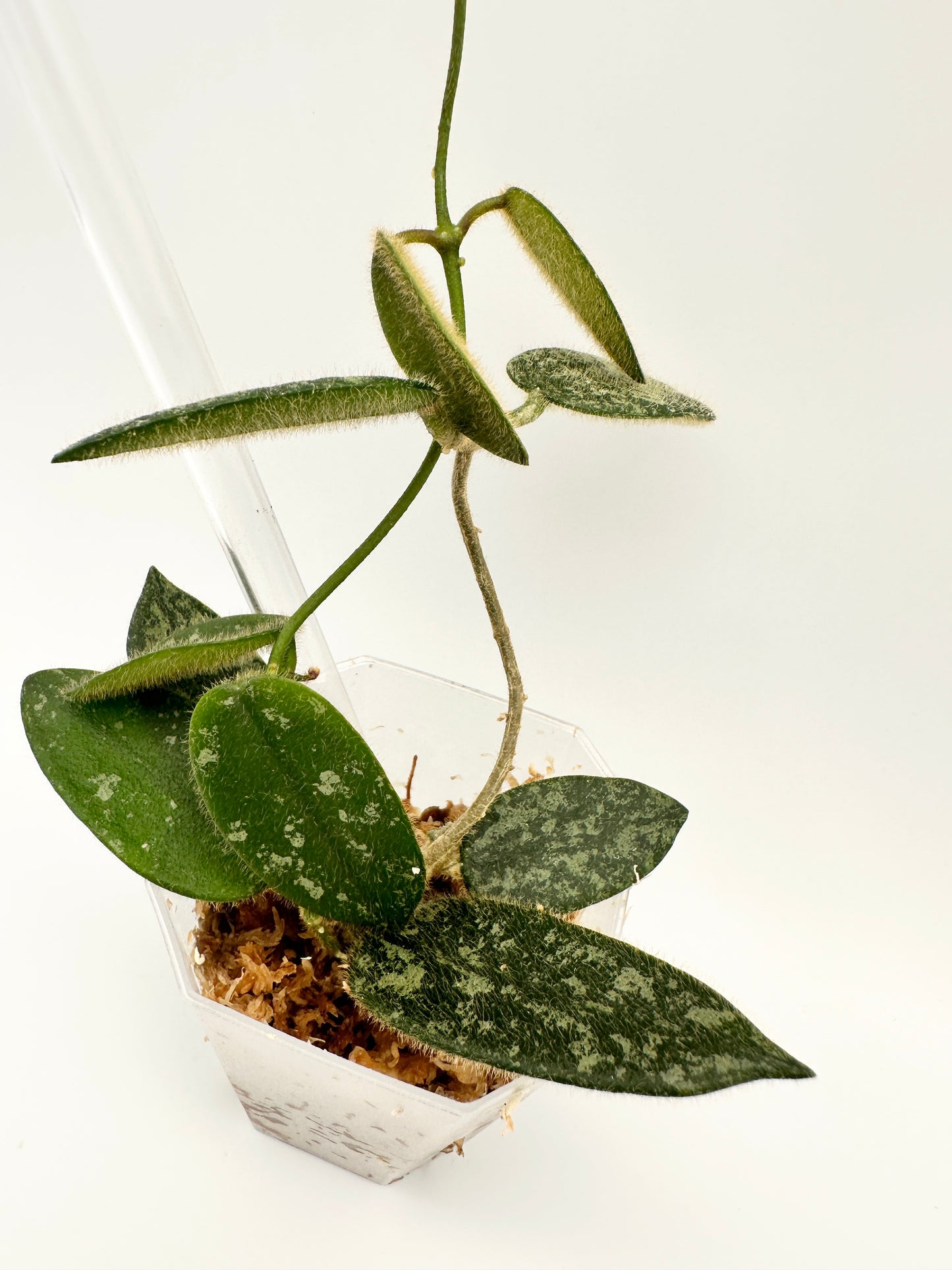 HOYA THOMSONII SPLASH (D)