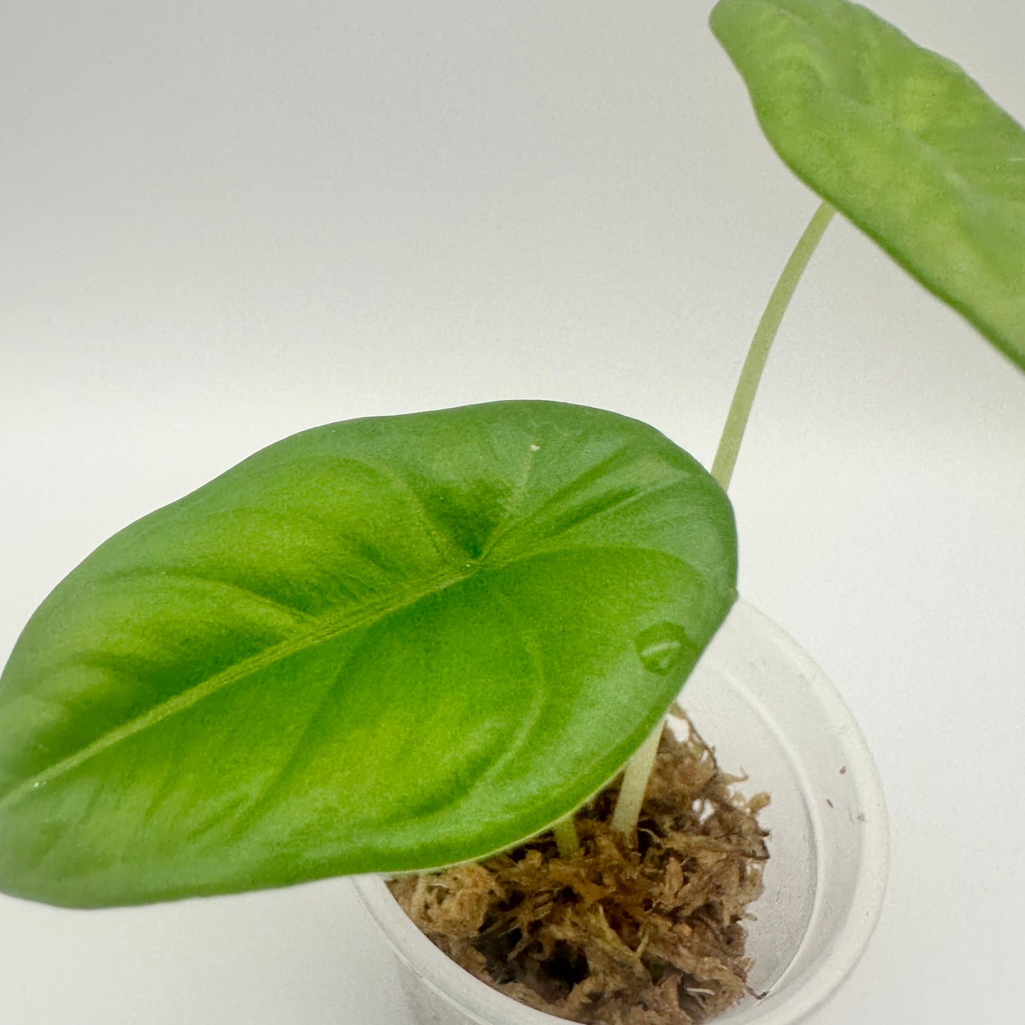 ALOCASIA PUNCAK BORNEENSIS (A) GROWN FROM CORM