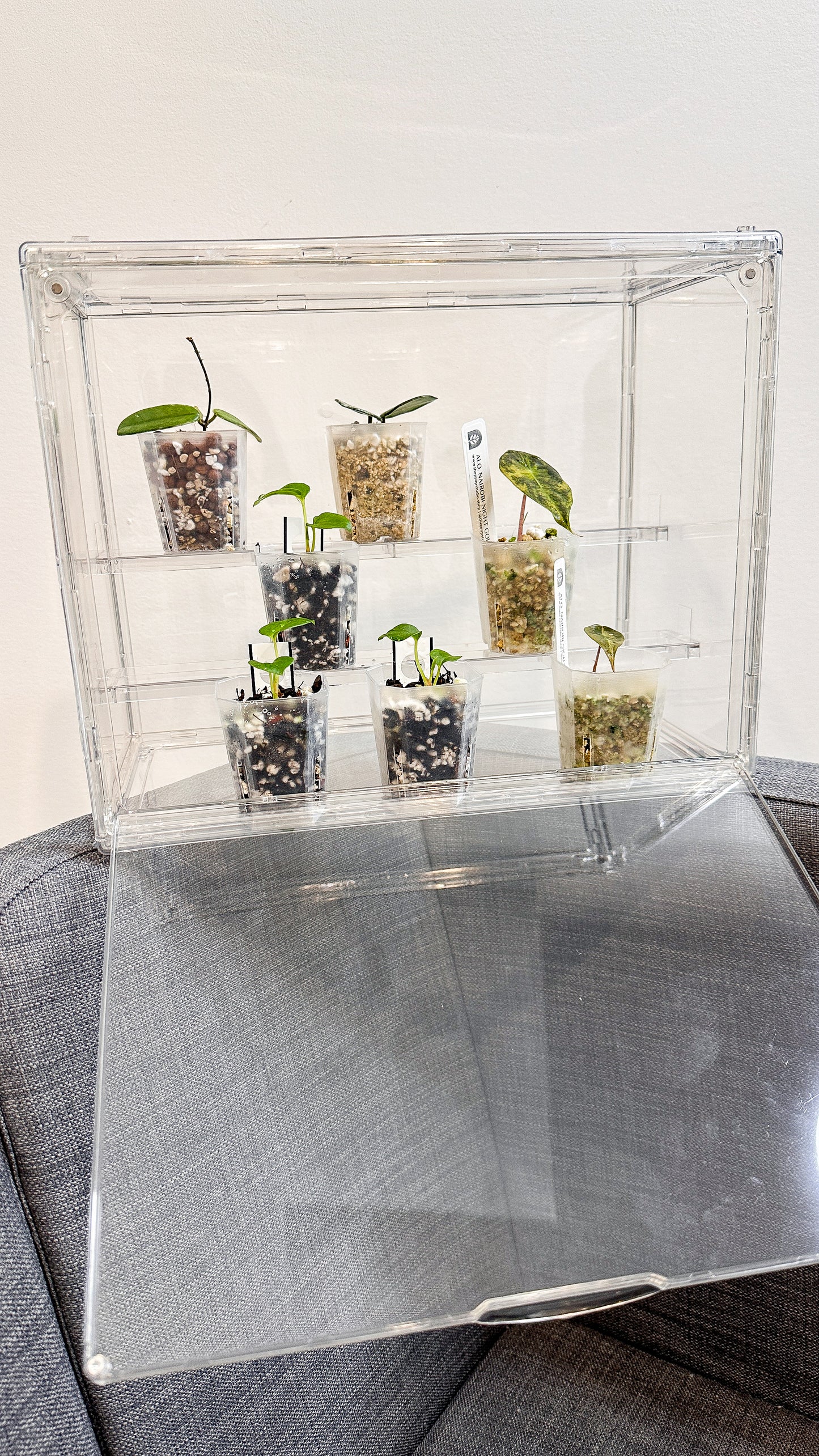 3-tier Acrylic Bin for Seedlings / Small Plant Display Bin