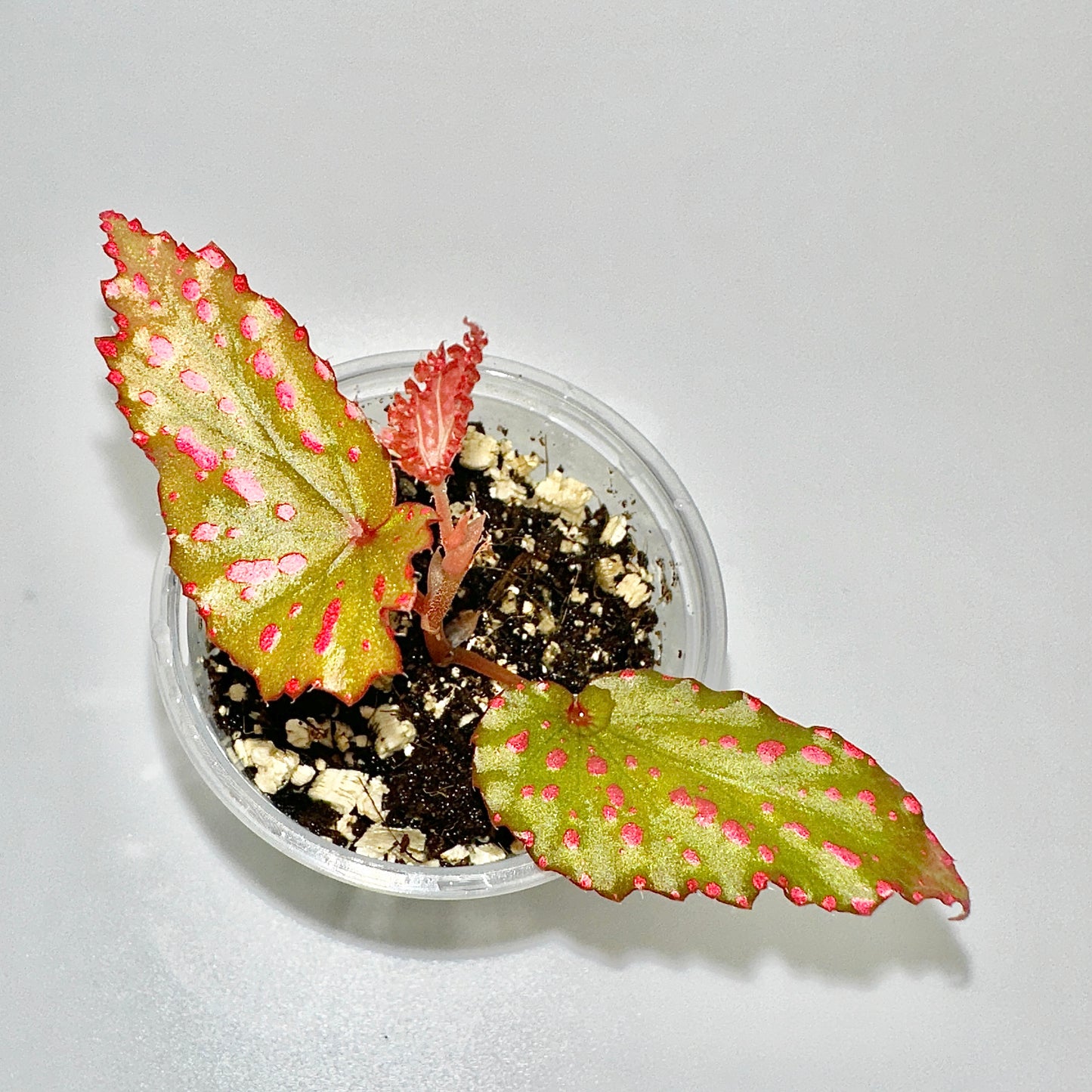 BEGONIA NEGROSENSIS