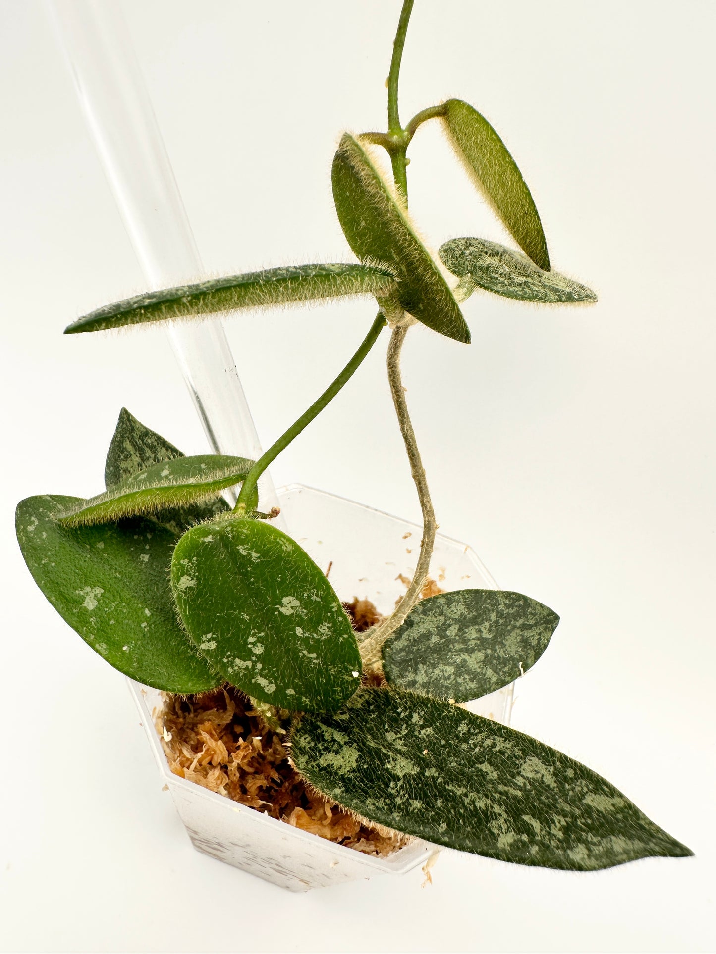 HOYA THOMSONII SPLASH (D)