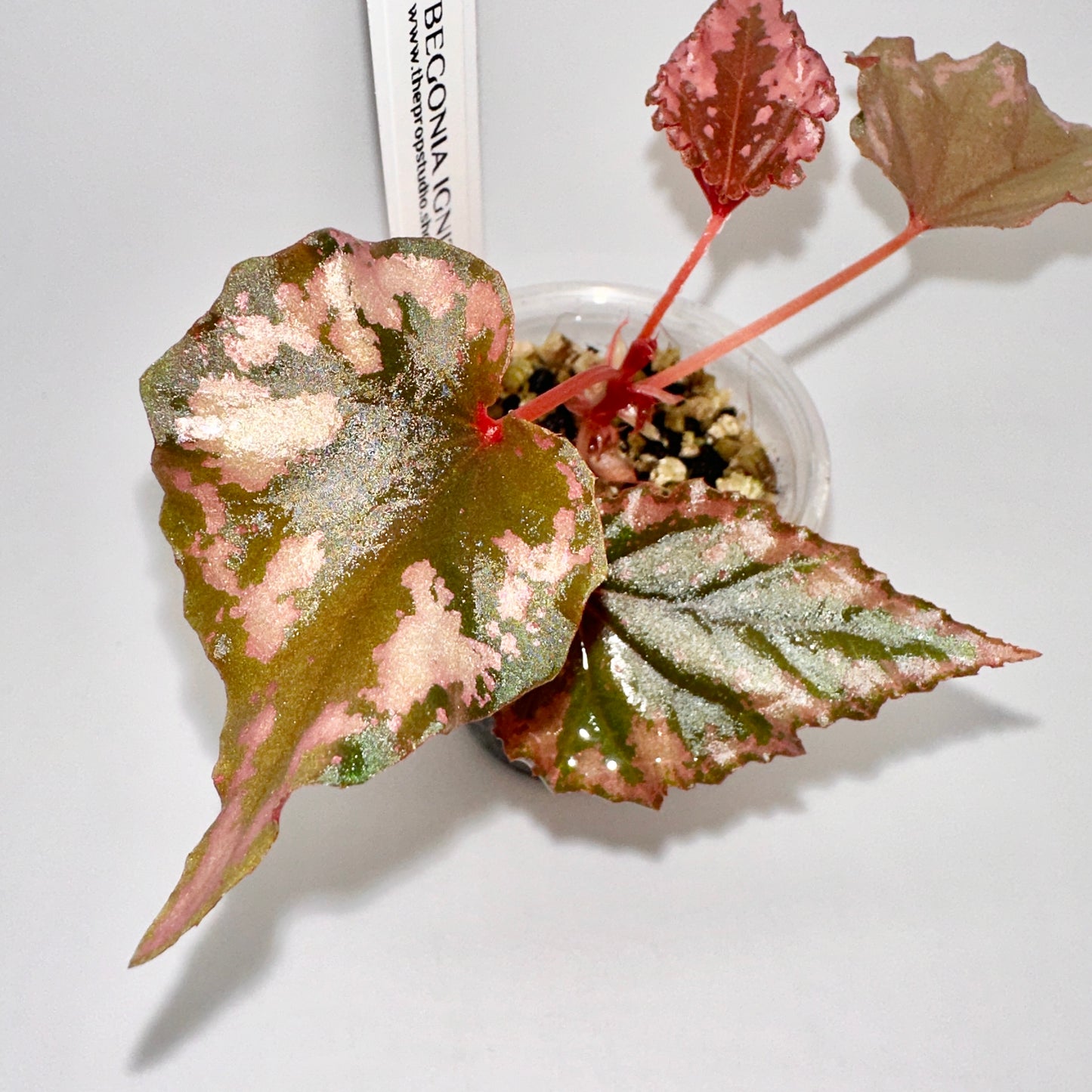 BEGONIA IGNITA HYBRID B