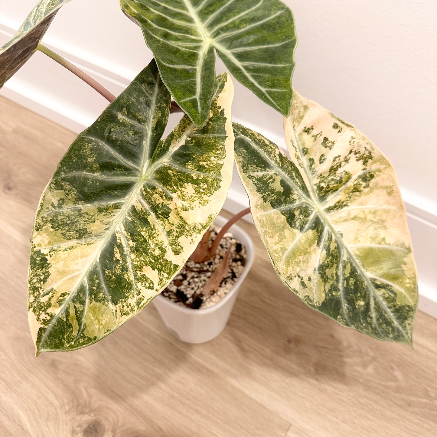 ALOCASIA NAIROBI NIGHT GOLD PUP GROWN FROM CORM (B)