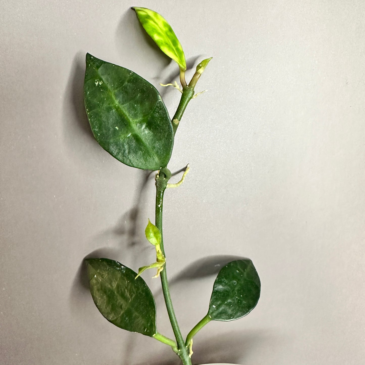 HOYA LACUNOSA AMARILLO (B)