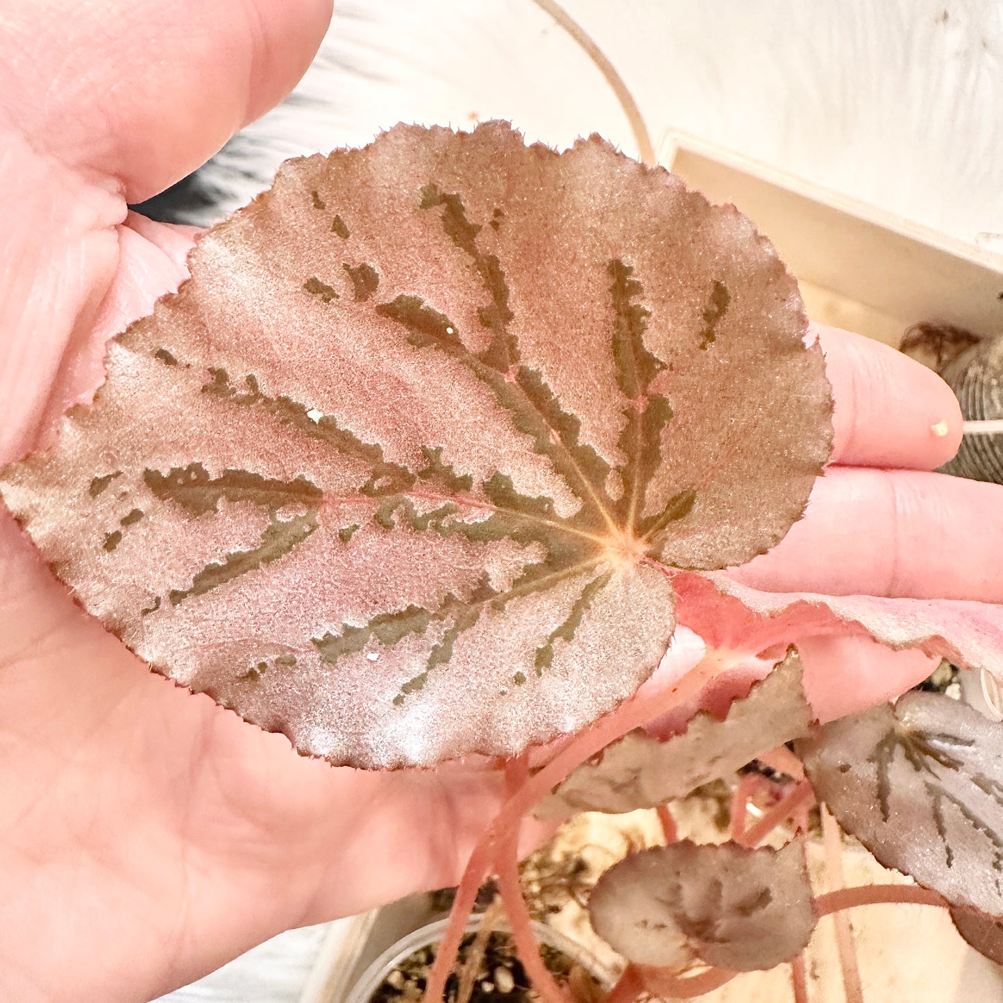 BEGONIA MARTIN’S MYSTERY (GROWER’S CHOICE)