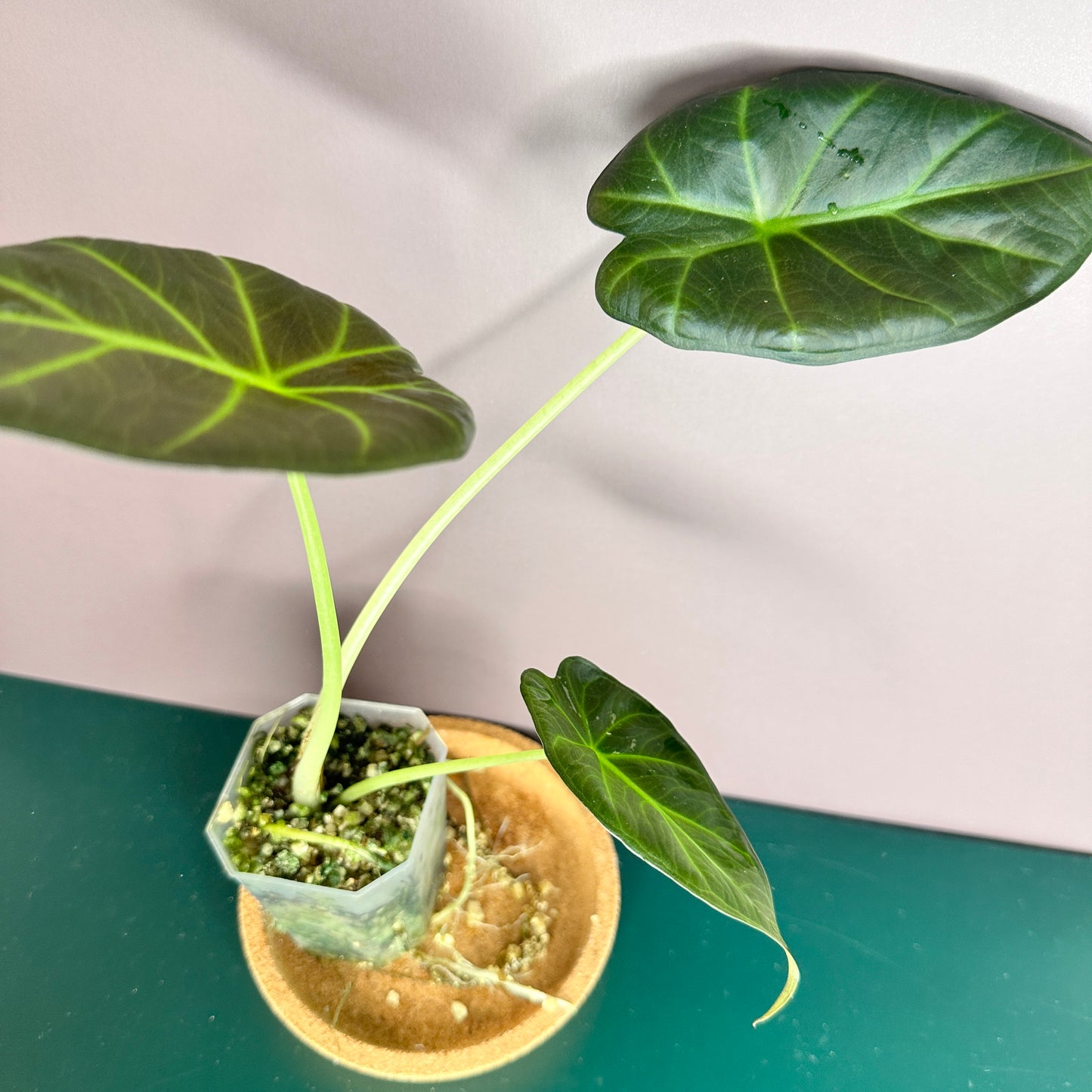 ALOCASIA REGAL SHIELD (REVERTED - FROM ALBO MAMA) GROWN FROM CORM