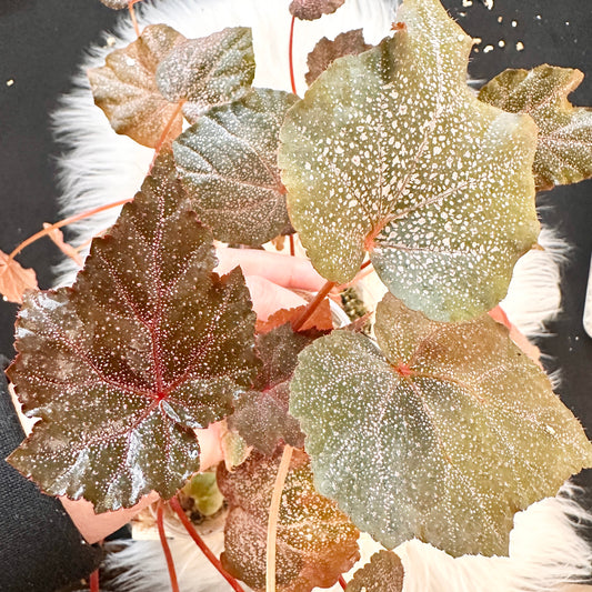 BEGONIA ROBIN (GROWER’S CHOICE)