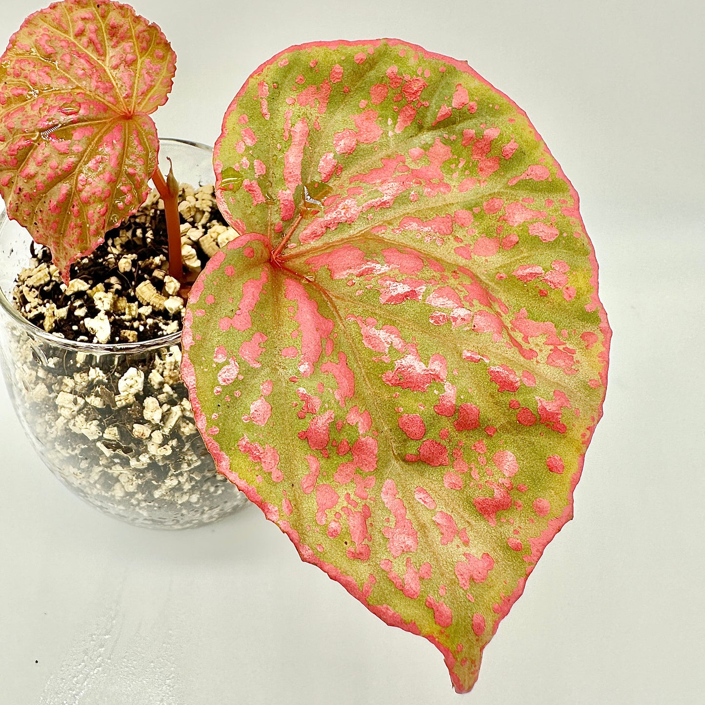 BEGONIA ROSEOPUNCTATA