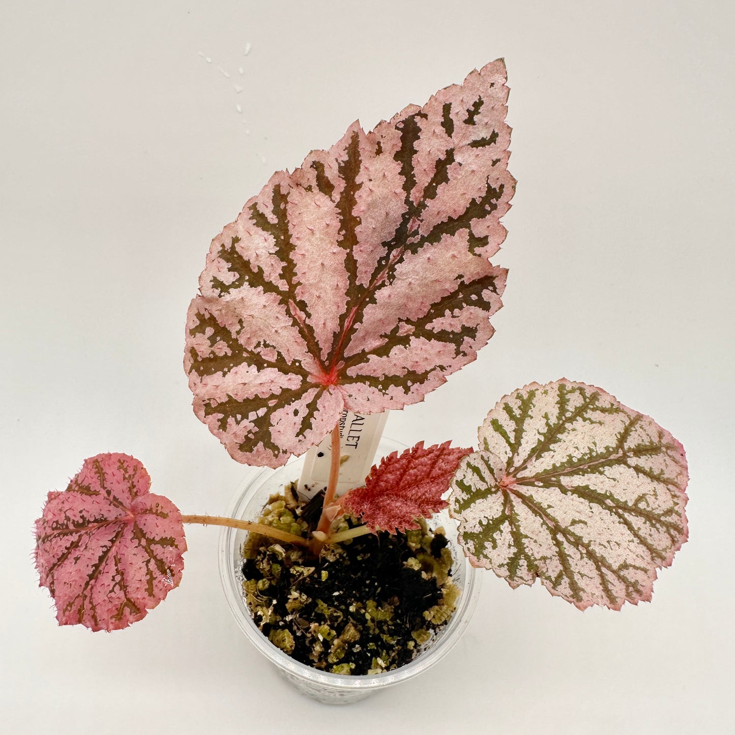 BEGONIA TINGLEY MALLET (JUVENILE) B