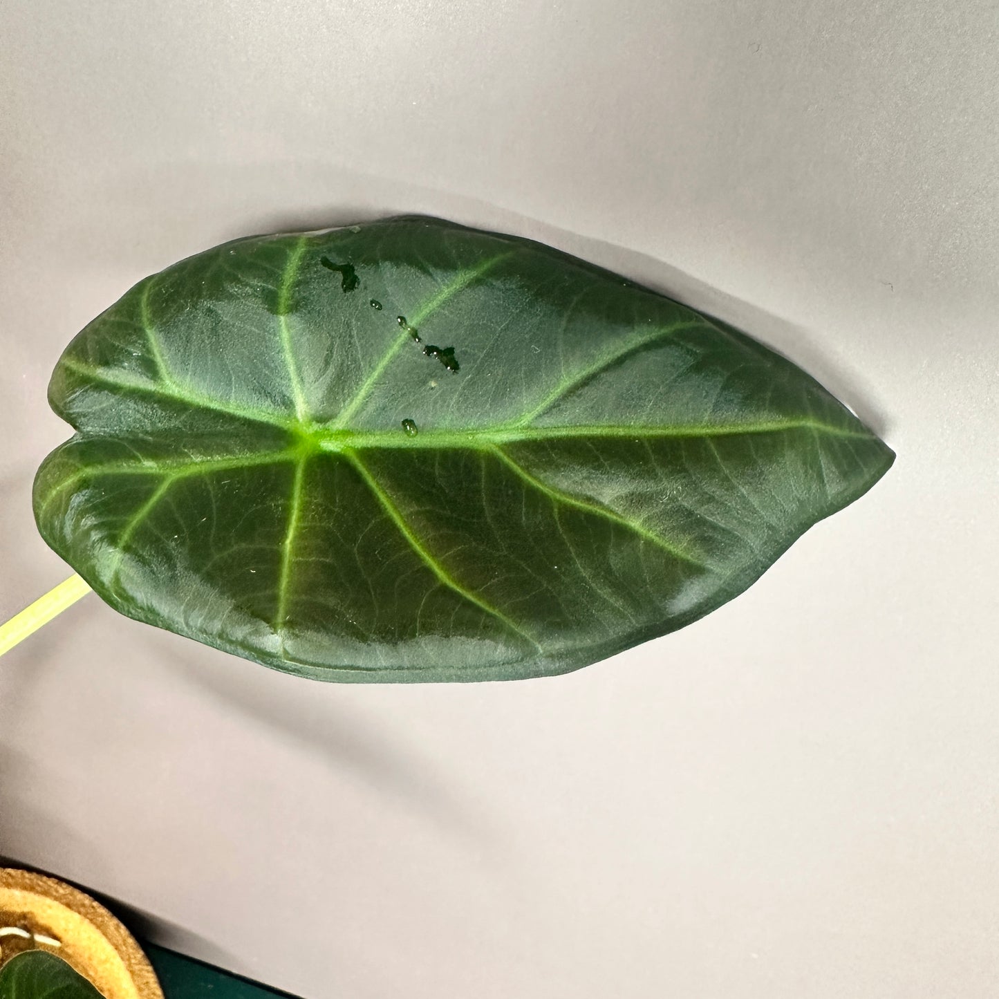 ALOCASIA REGAL SHIELD (REVERTED - FROM ALBO MAMA) GROWN FROM CORM