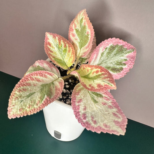 EPISCIA PINK SHIMMERING VALLEY (B) WITH SW POT