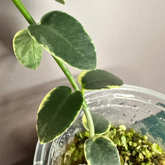 HOYA CUMINGIANA ALBOMARGINATA (A)