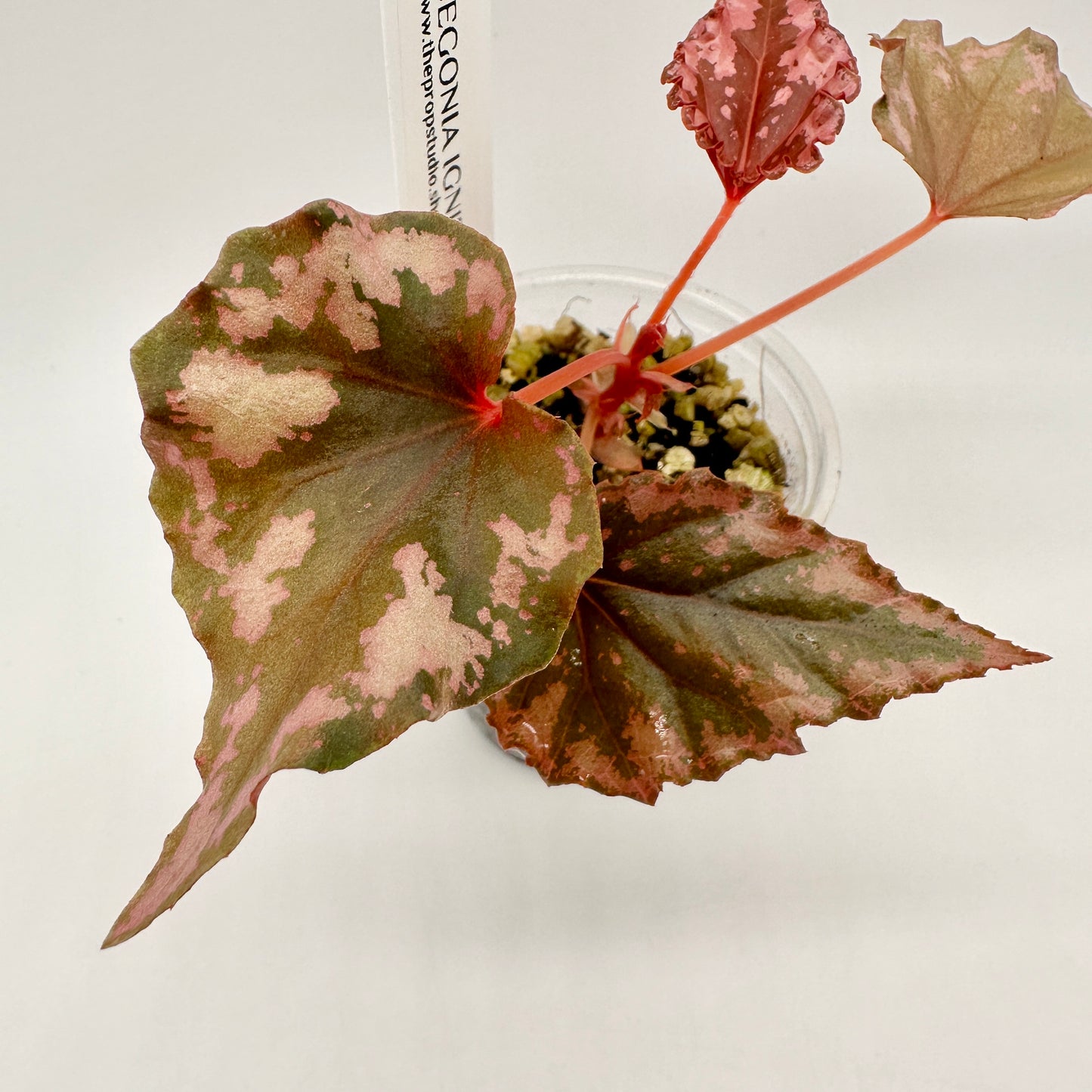 BEGONIA IGNITA HYBRID B