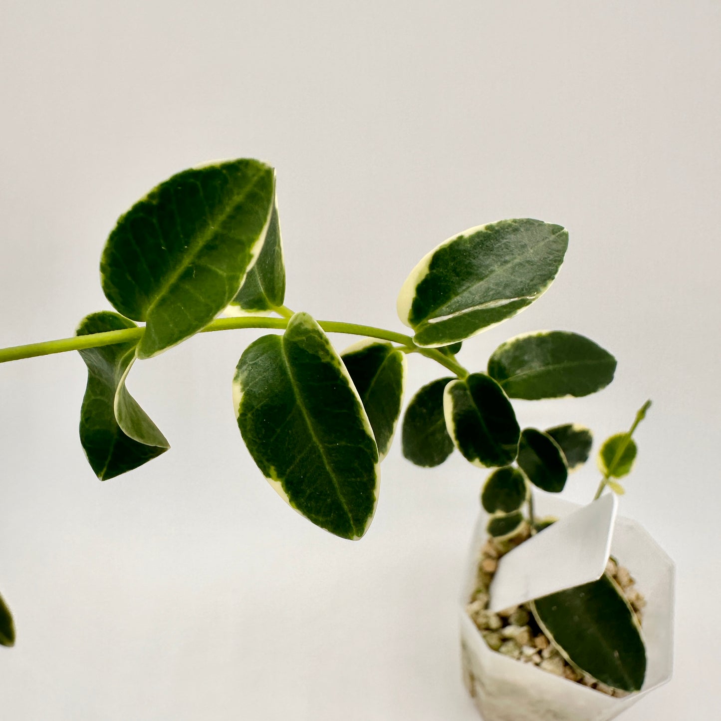 HOYA CUMINGIANA ALBOMARGINATA