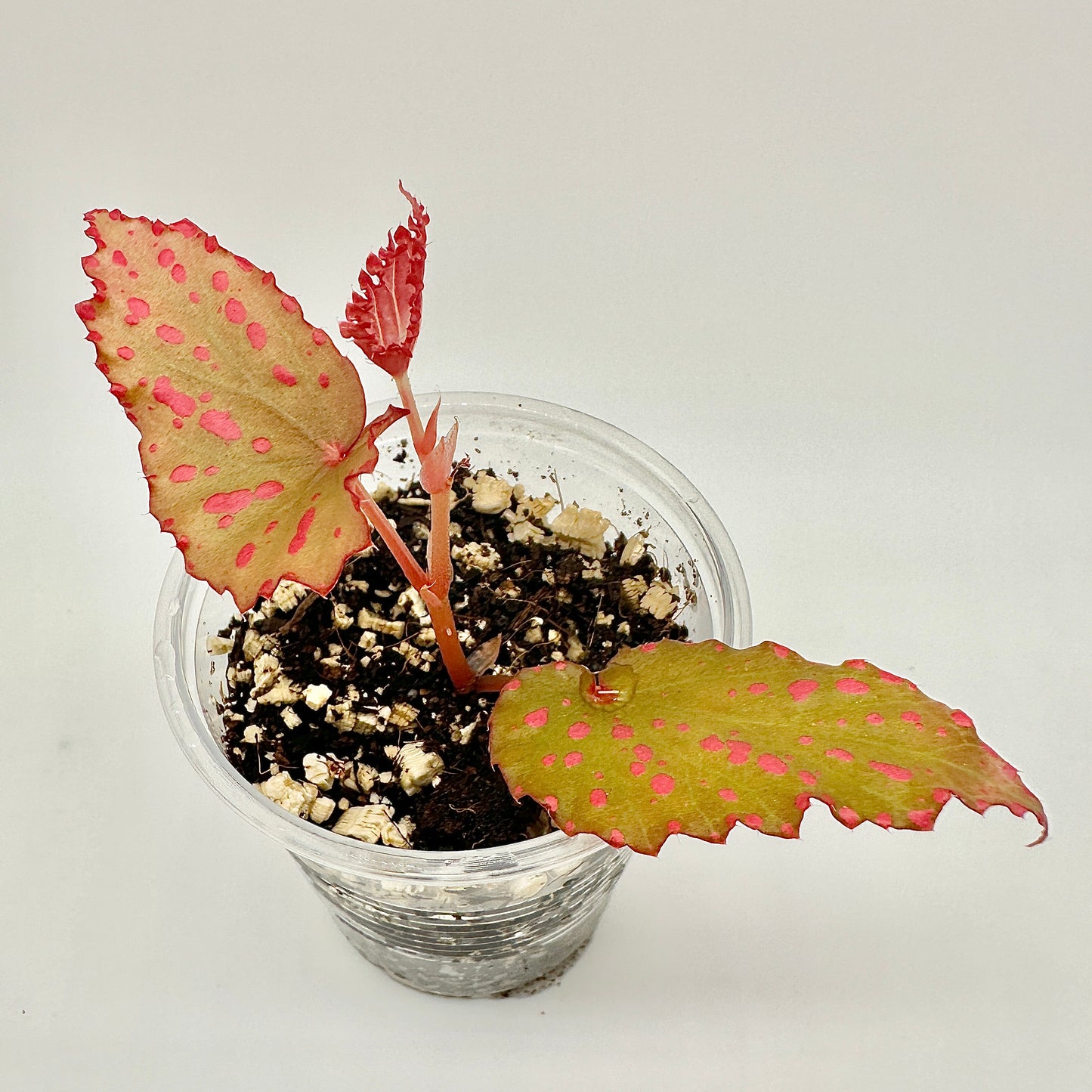 BEGONIA NEGROSENSIS