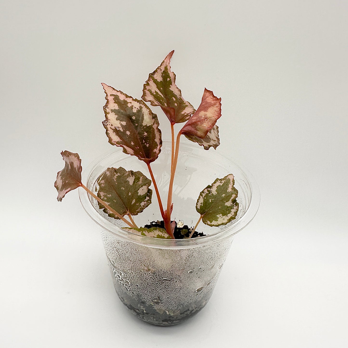 BEGONIA IGNITA HYBRID