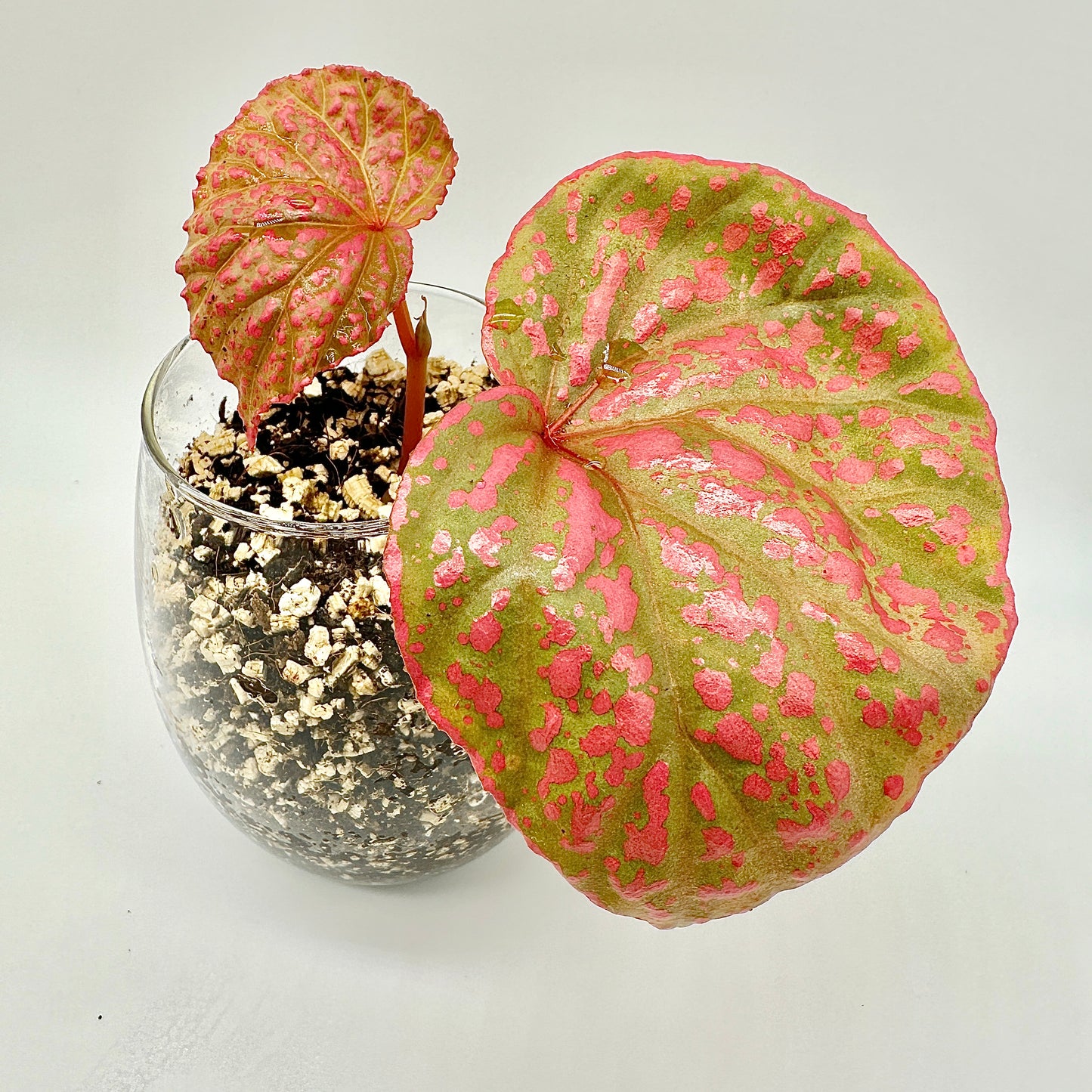 BEGONIA ROSEOPUNCTATA