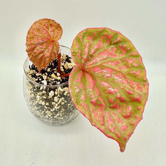 BEGONIA ROSEOPUNCTATA