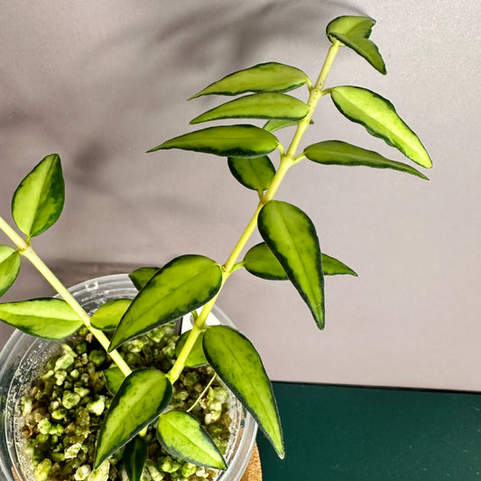 HOYA BELLA INNER VAR. (A)