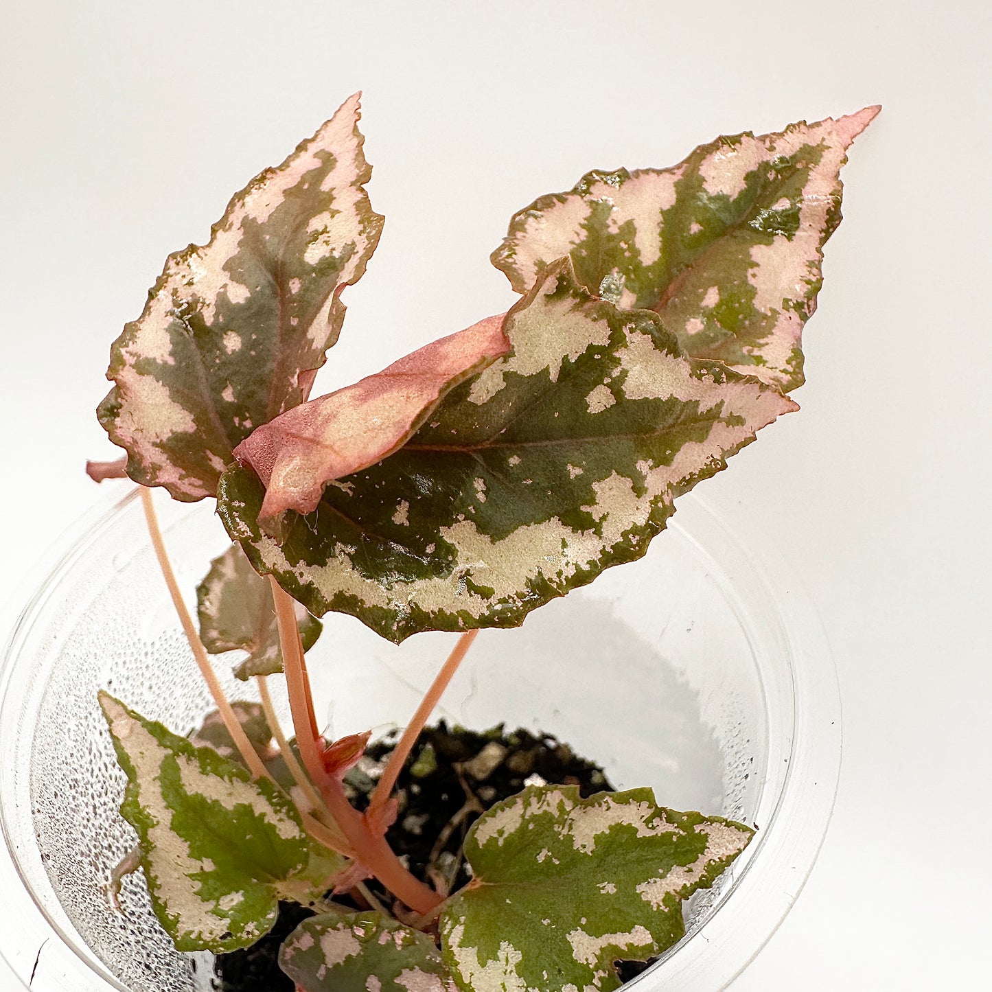 BEGONIA IGNITA HYBRID