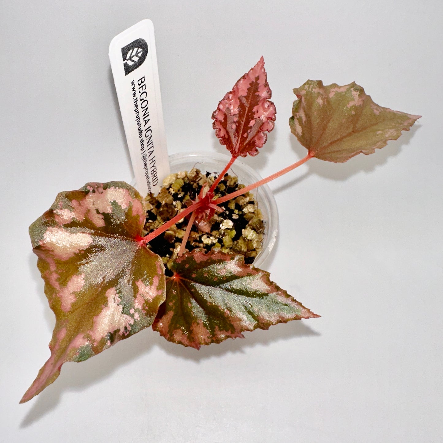 BEGONIA IGNITA HYBRID B