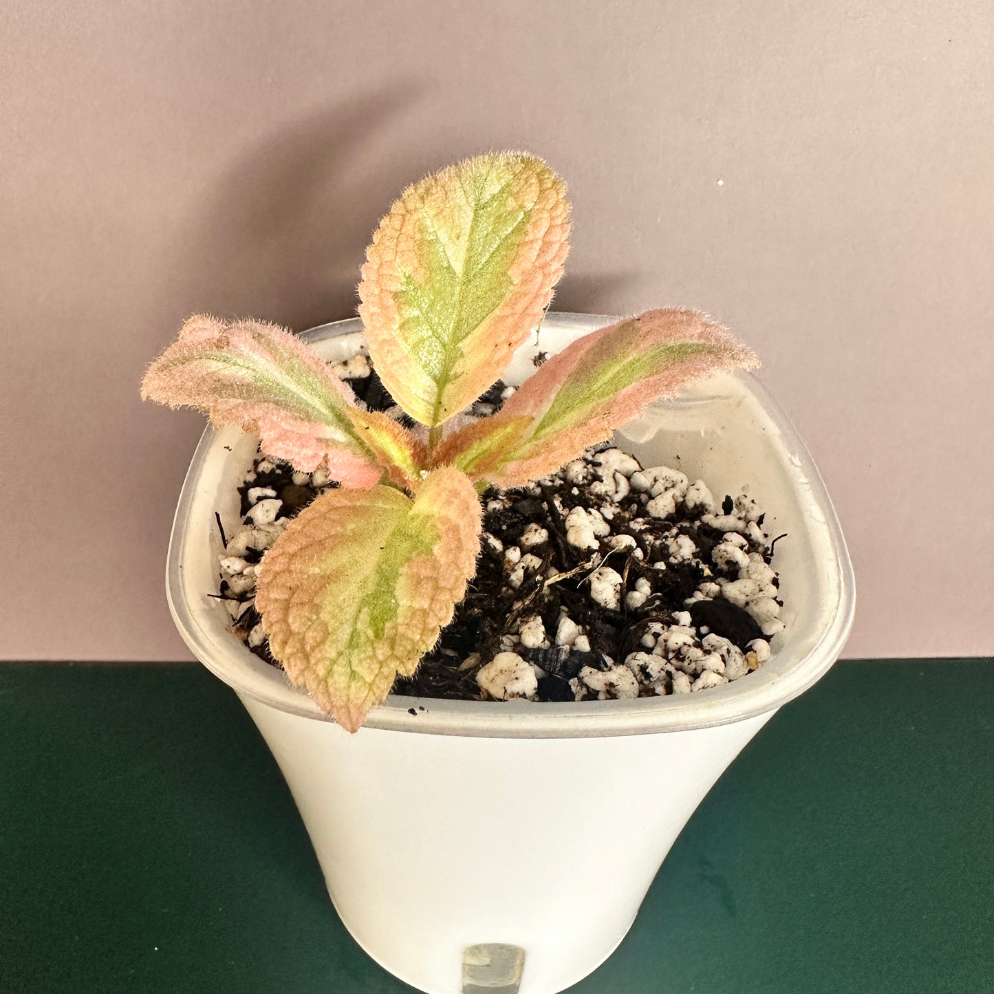 EPISCIA PINK SHIMMERING VALLEY (A) WITH SW POT