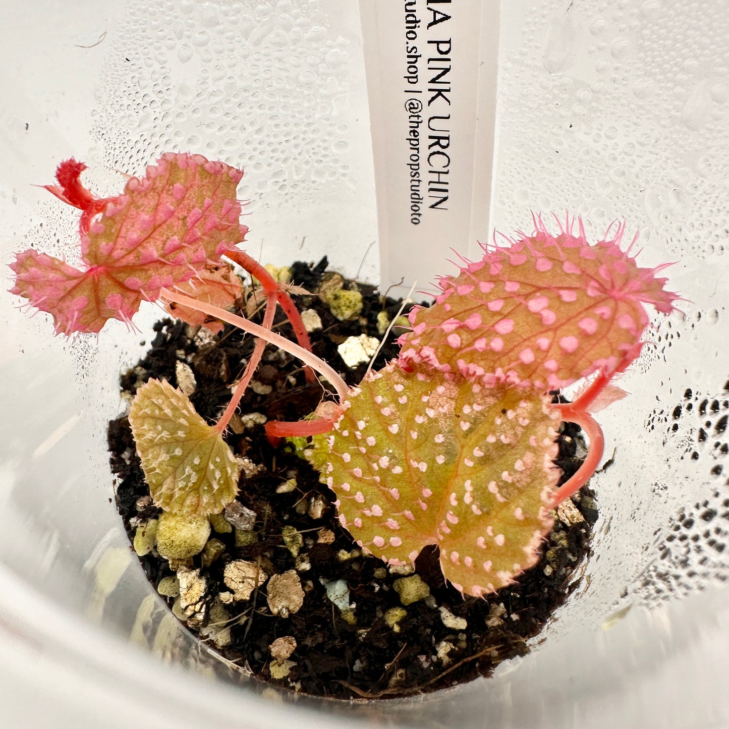 🦄 BEGONIA PINK URCHIN