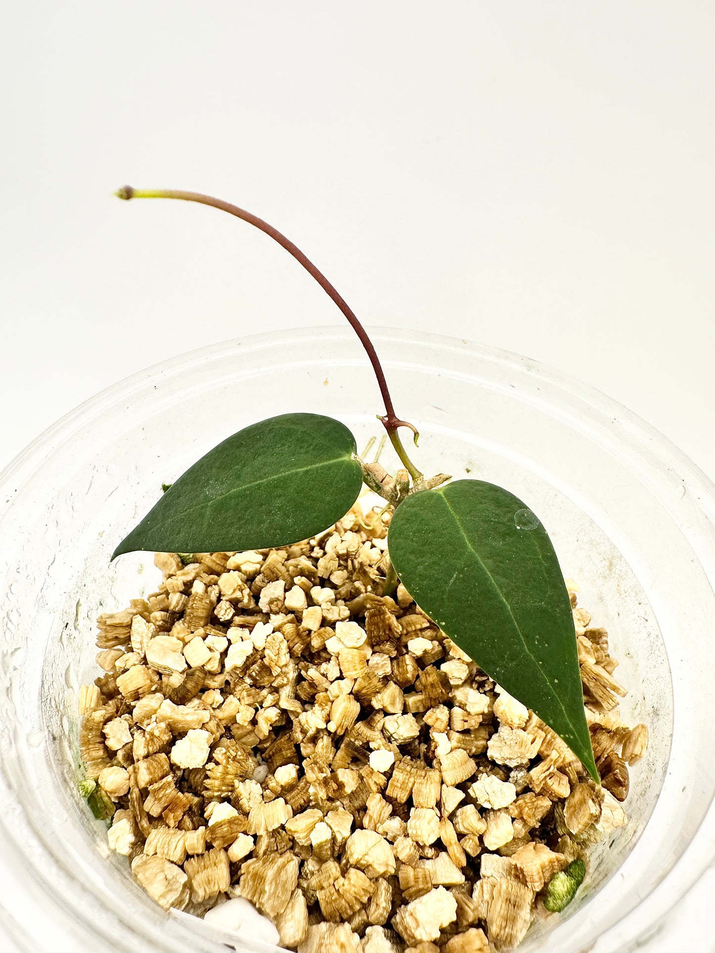 HOYA CARRII NS13-064