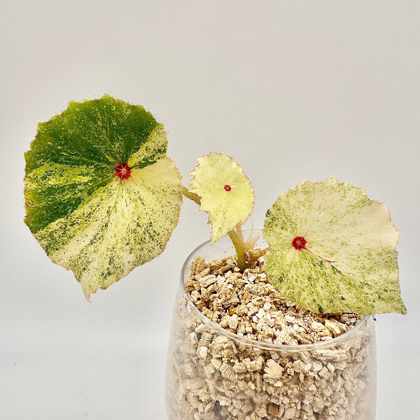 BEGONIA ROGUE VARIEGATED