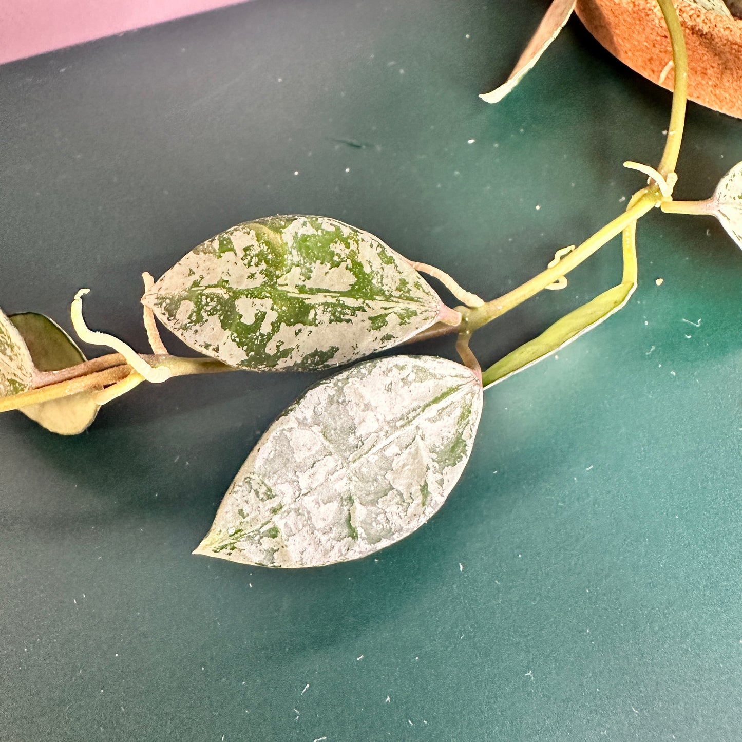 HOYA LACUNOSA TIGER SKIN (A)