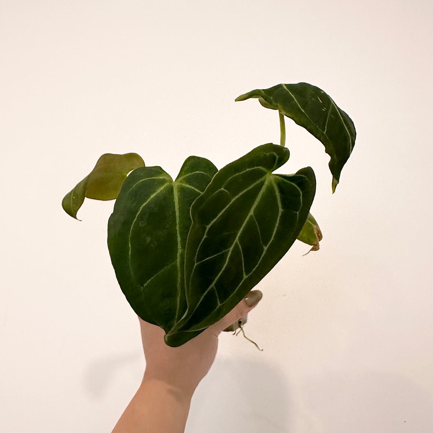 ANTHURIUM BESSEAE AFF x FORGETII