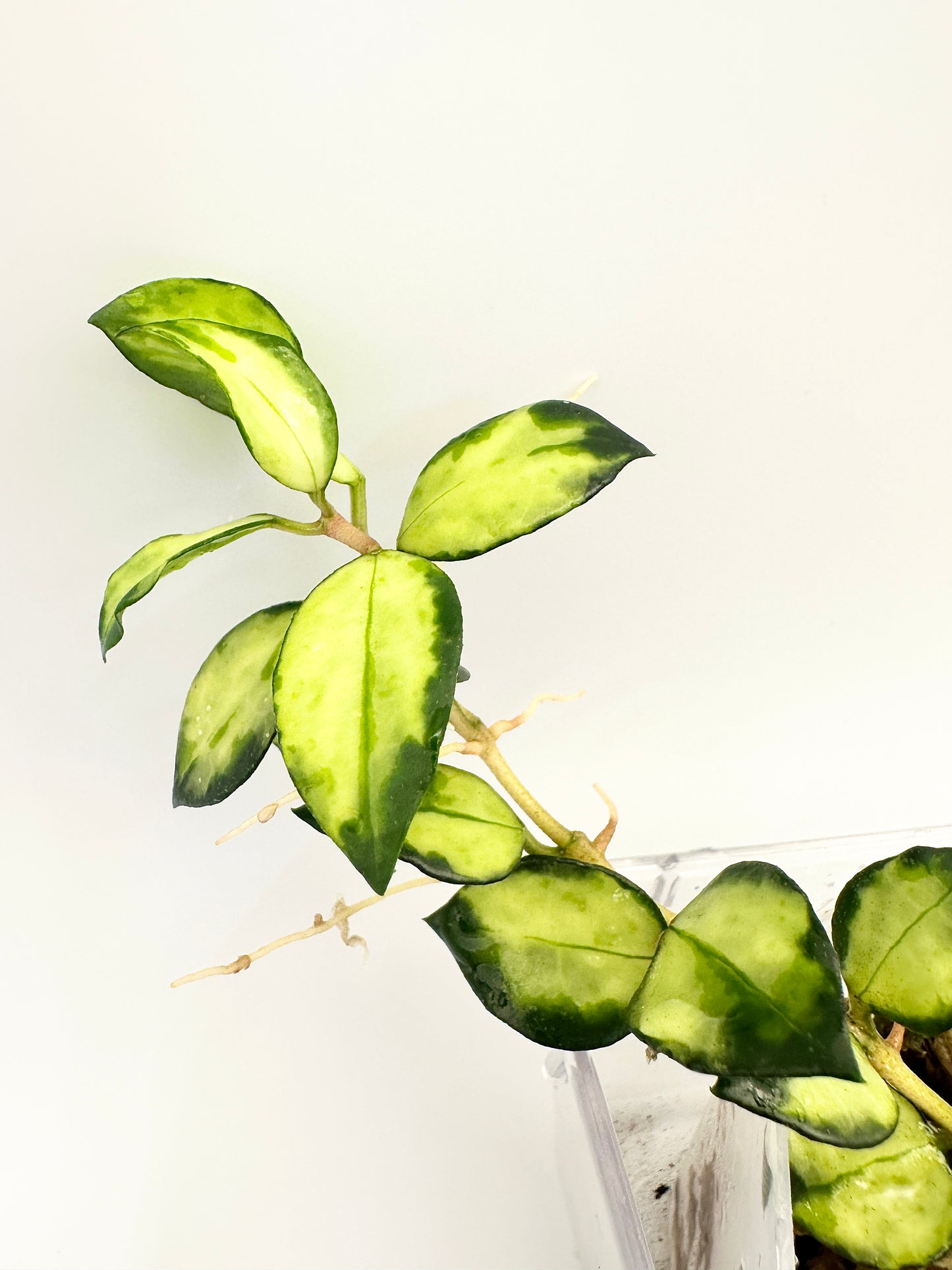 HOYA LACUNOSA ‘TRICOLOUR BRUNO’