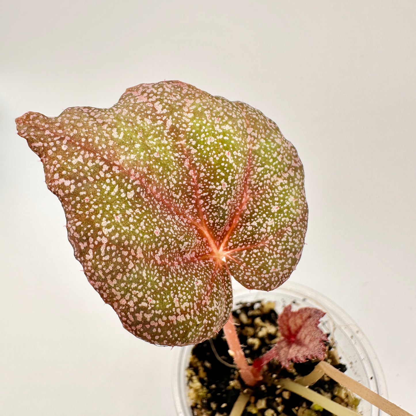 BEGONIA ROBIN